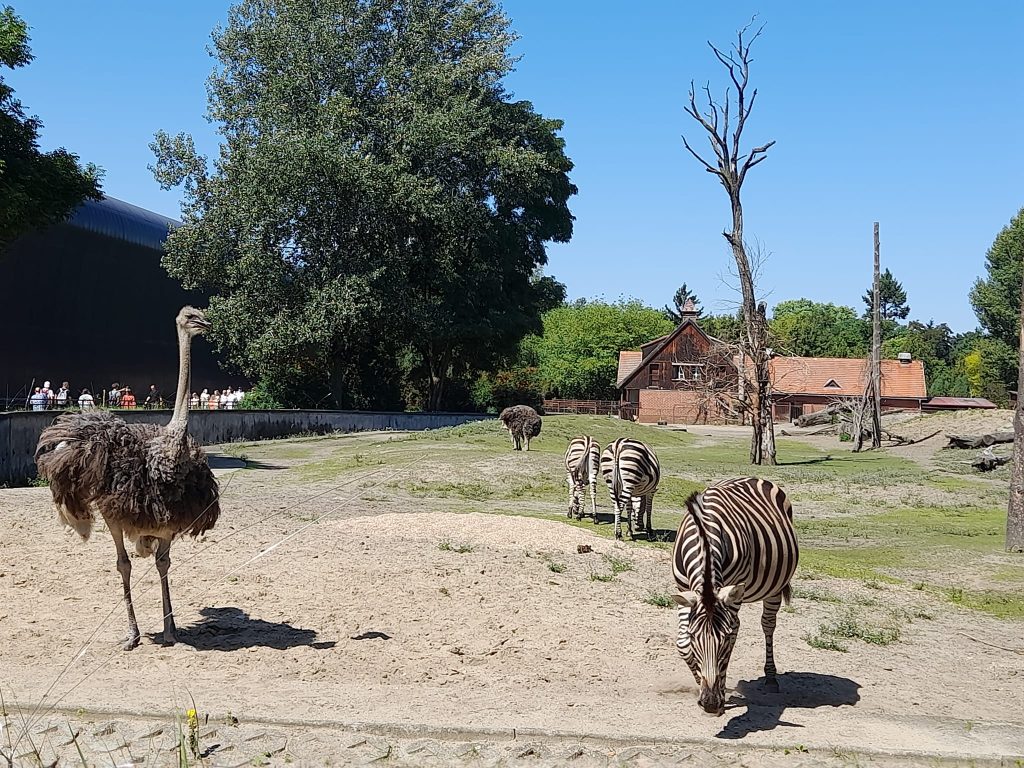 Unterwasser-Glastunnel im Afrykarium im Zoo Breslau, der größten Touristenattraktion in Polen